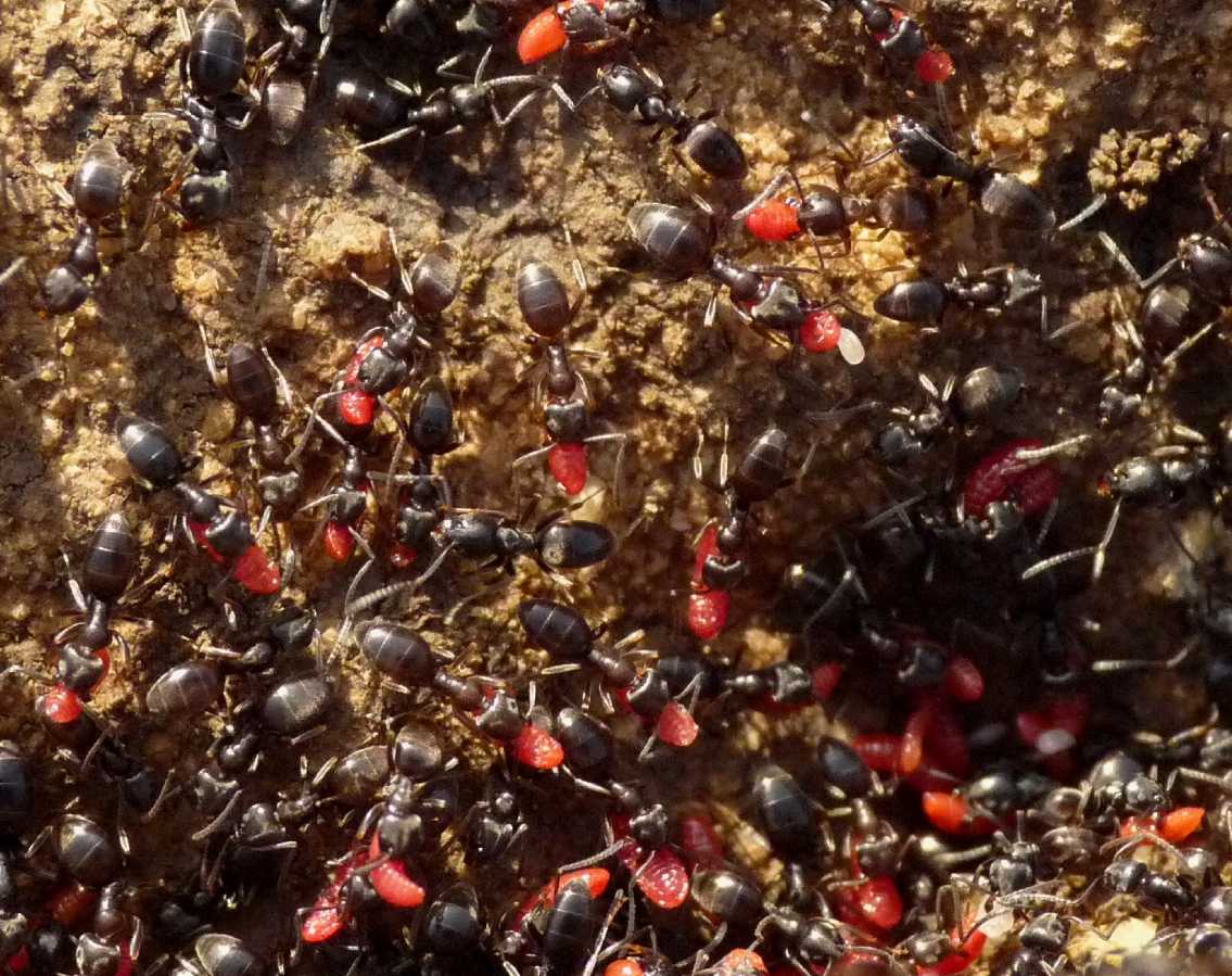 Tapinoma sp. (Formicidae) con ospiti (Coccidi)